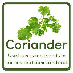 Coriander