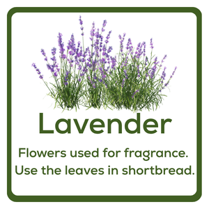 Lavender