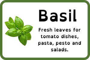 Basil