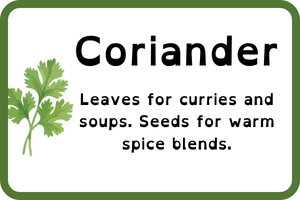 coriander