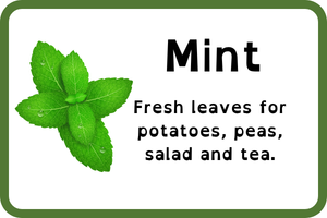 mint